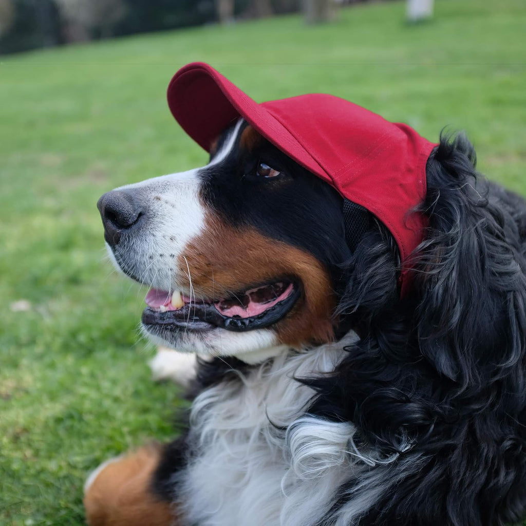 Littlearth NFL San Francisco 49ers Pet Baseball Hat, Team Color, Large