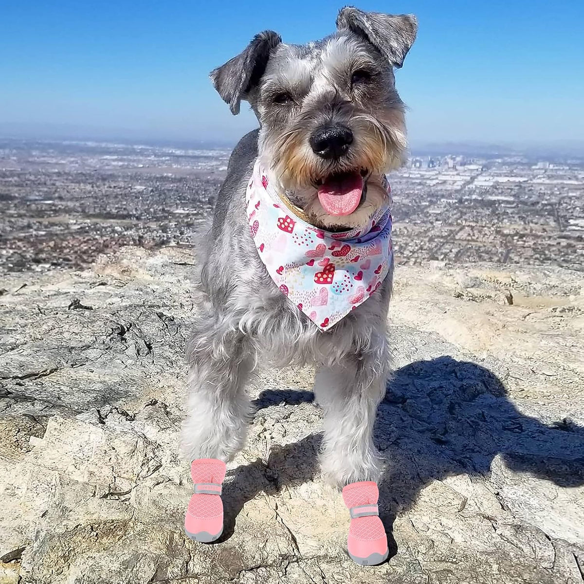 QUMY Dog Shoes for Small Dogs Hot Pavement Puppy Dog Boots & Paw Protectors