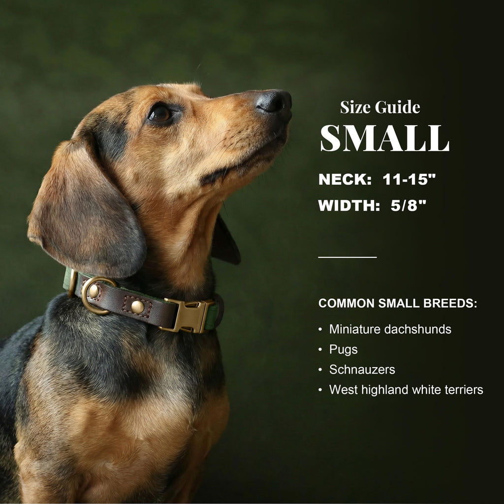 Didog PU Leather Dog Collar for Small Dogs Puppy, Soft Lining, Green S
