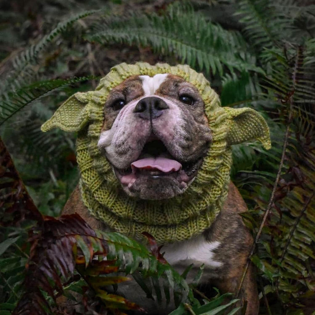 Baby Yoda Costume - Alien Dog Costume (Medium)