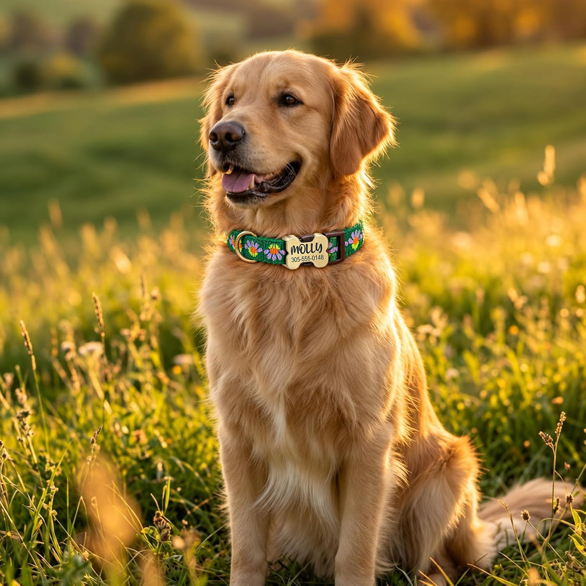 Personalized Jacquard Dog Collar with Engraved Name and Phone