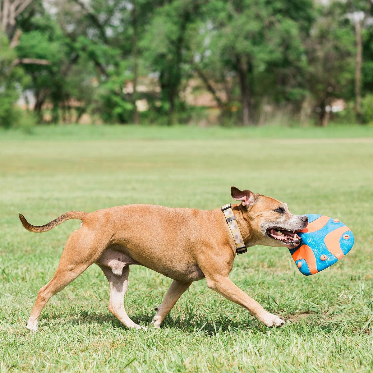 Chuckit! Whistle Flight Fetch Toy, Orange/Blue, for Medium to Large Dogs