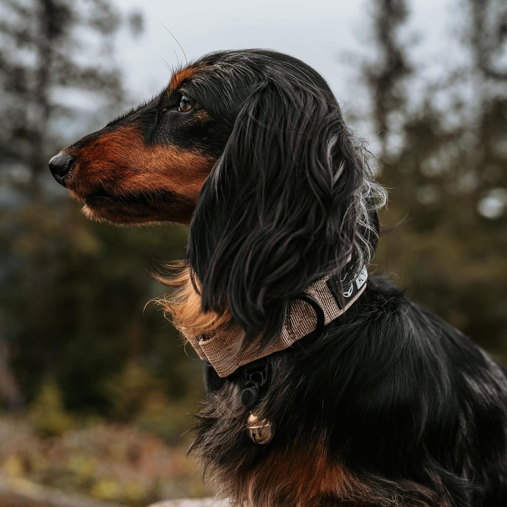 Beau's Bells V2 | Cat & Dog Collar Bells with New Quick Loop Easy Release Clip | Handmade Copper | Track Your Pet | Prot