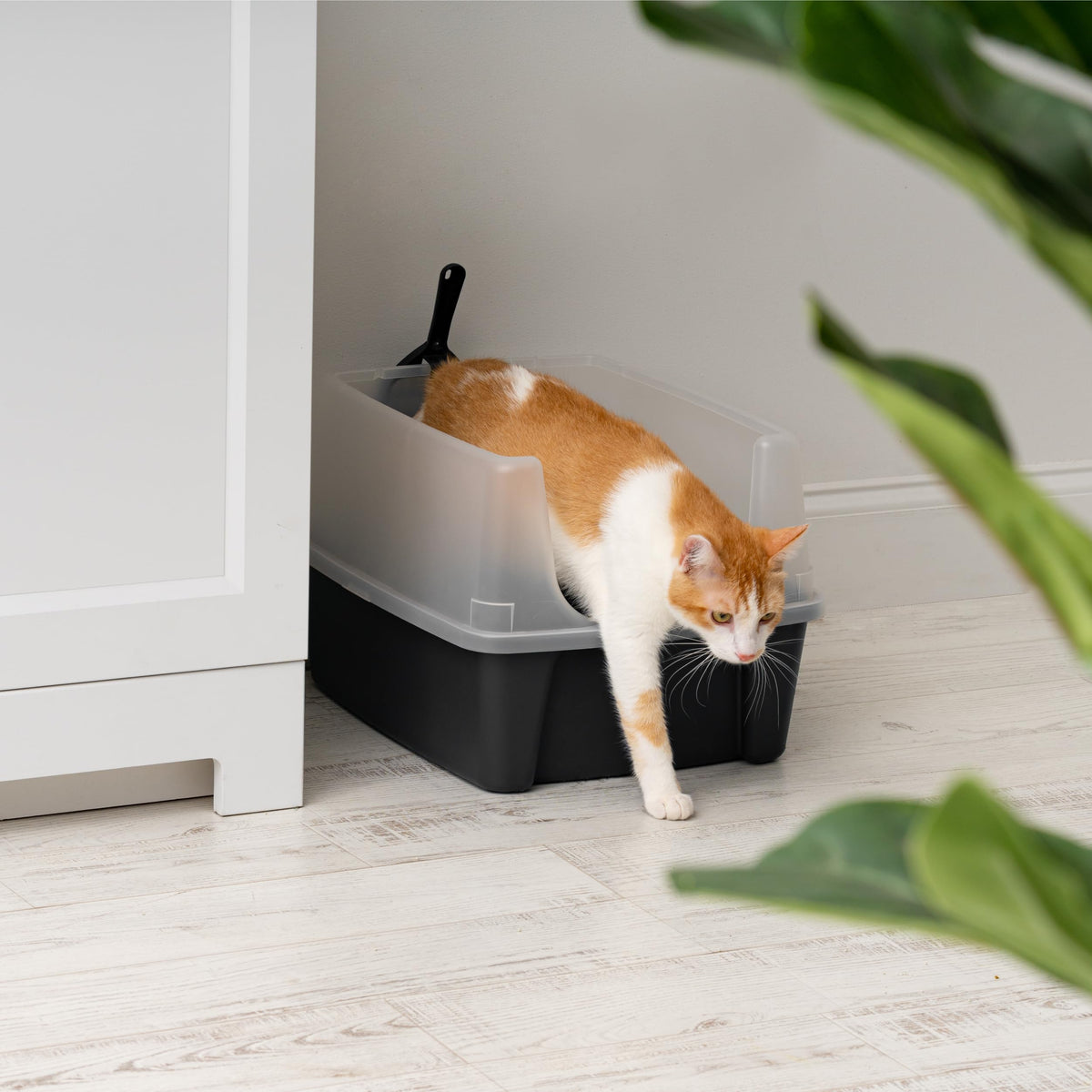 IRIS USA High Sided Cat Litter Box, Large, Scatter Shield, Black