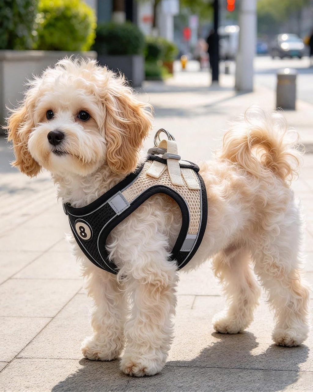 Pet Harness Set for Small Dogs Cat, Black XXS Adjustable Vest Harness