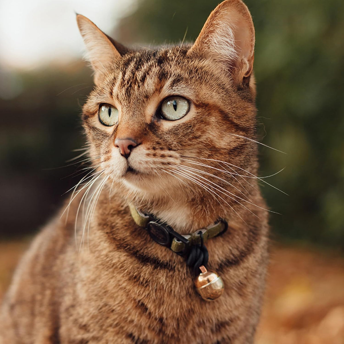 Beau's Bells V2 | Cat & Dog Collar Bells with New Quick Loop Easy Release Clip | Handmade Copper | Track Your Pet | Prot