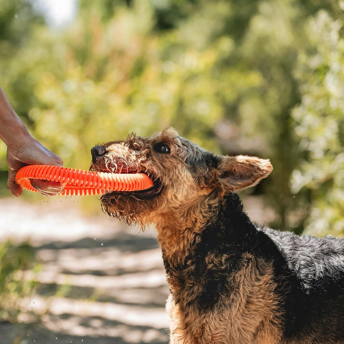 Chuckit! Rugged Flyer Dog Toy, Medium, Assorted Colors