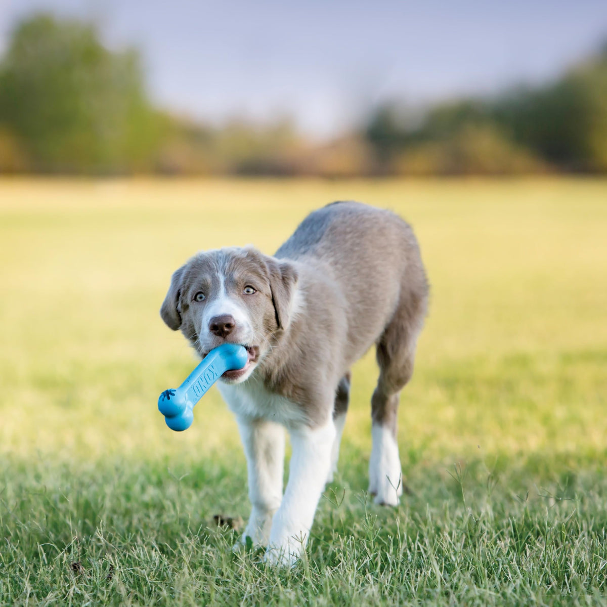 KONG Puppy Goodie Bone, Natural Rubber Chew, for Small Puppies, Blue