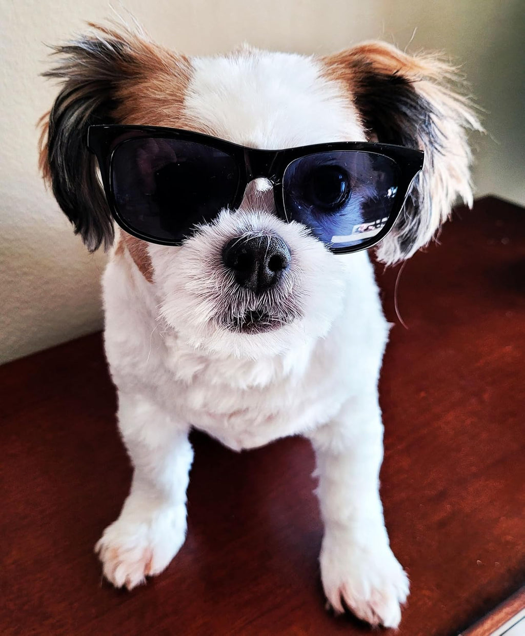 G014 Retro 80s Pet Dog Sunglasses Teacup Toy Small Medium Breed (S Dog up to 15 lbs, Black)