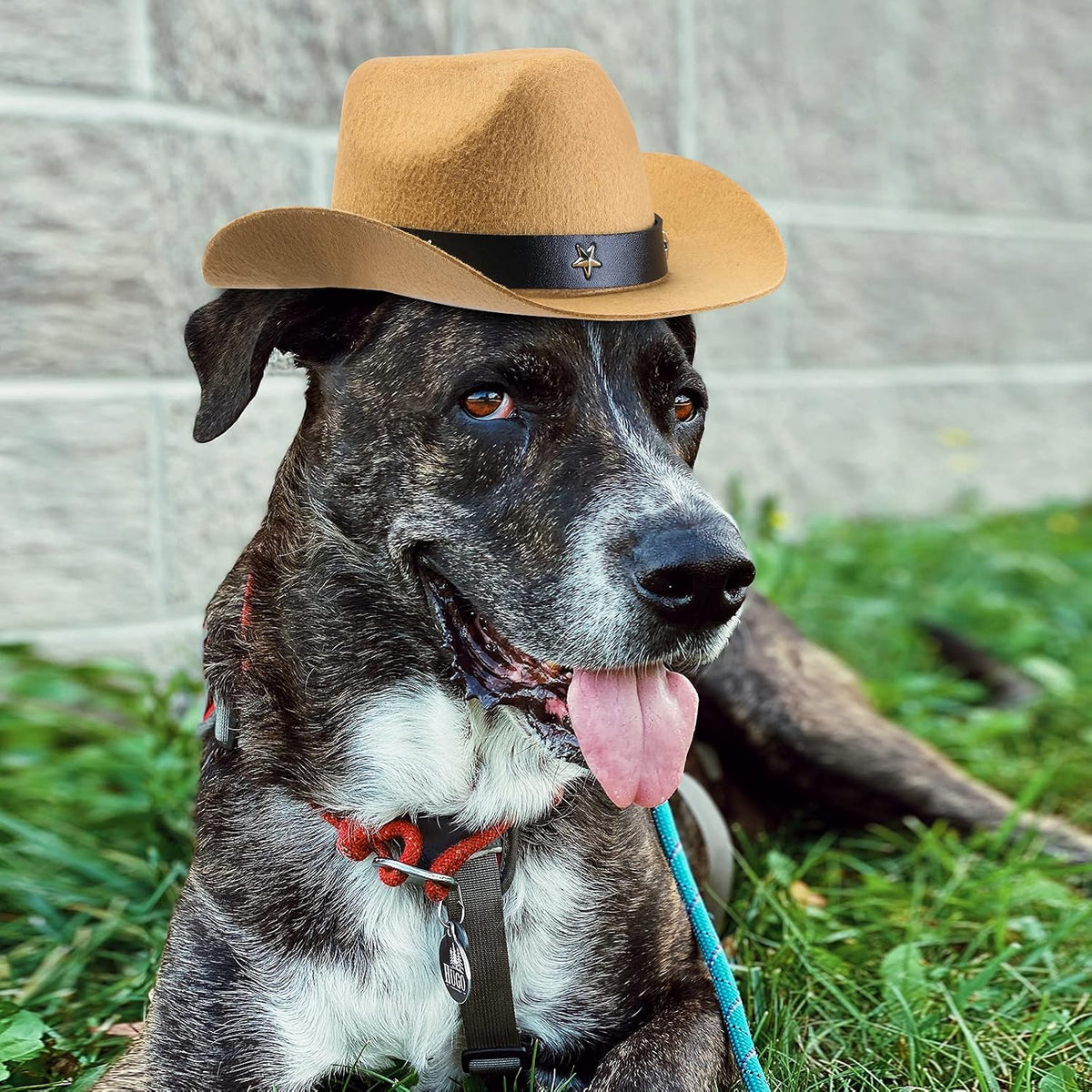 Yewong 3 Pieces Pet Hat Pet Formal Top Hat Mexico Sombrero Hat Cowboy Hat Dog Cat Pet Costume Hat for Halloween Party Ph