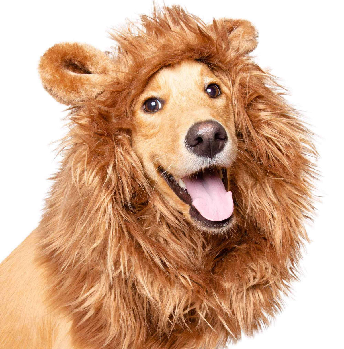 Lion Mane Costume and Big Dog Lion Mane Wig - Large Dog Costumes by Pet Krewe