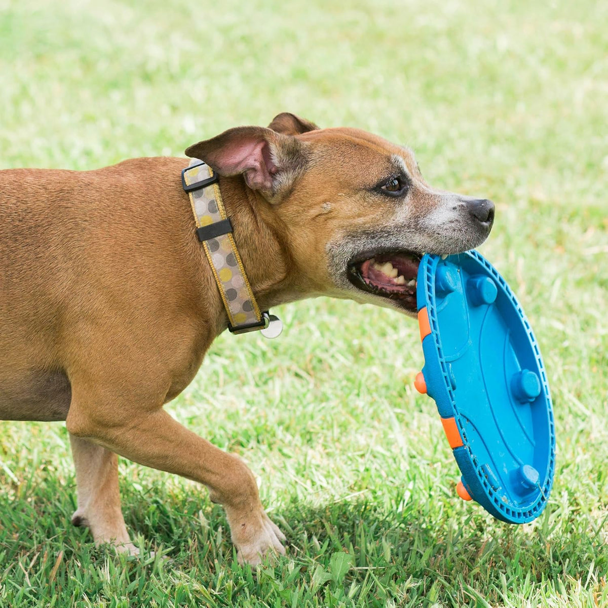 Chuckit! Whistle Flight Fetch Toy, Orange/Blue, for Medium to Large Dogs