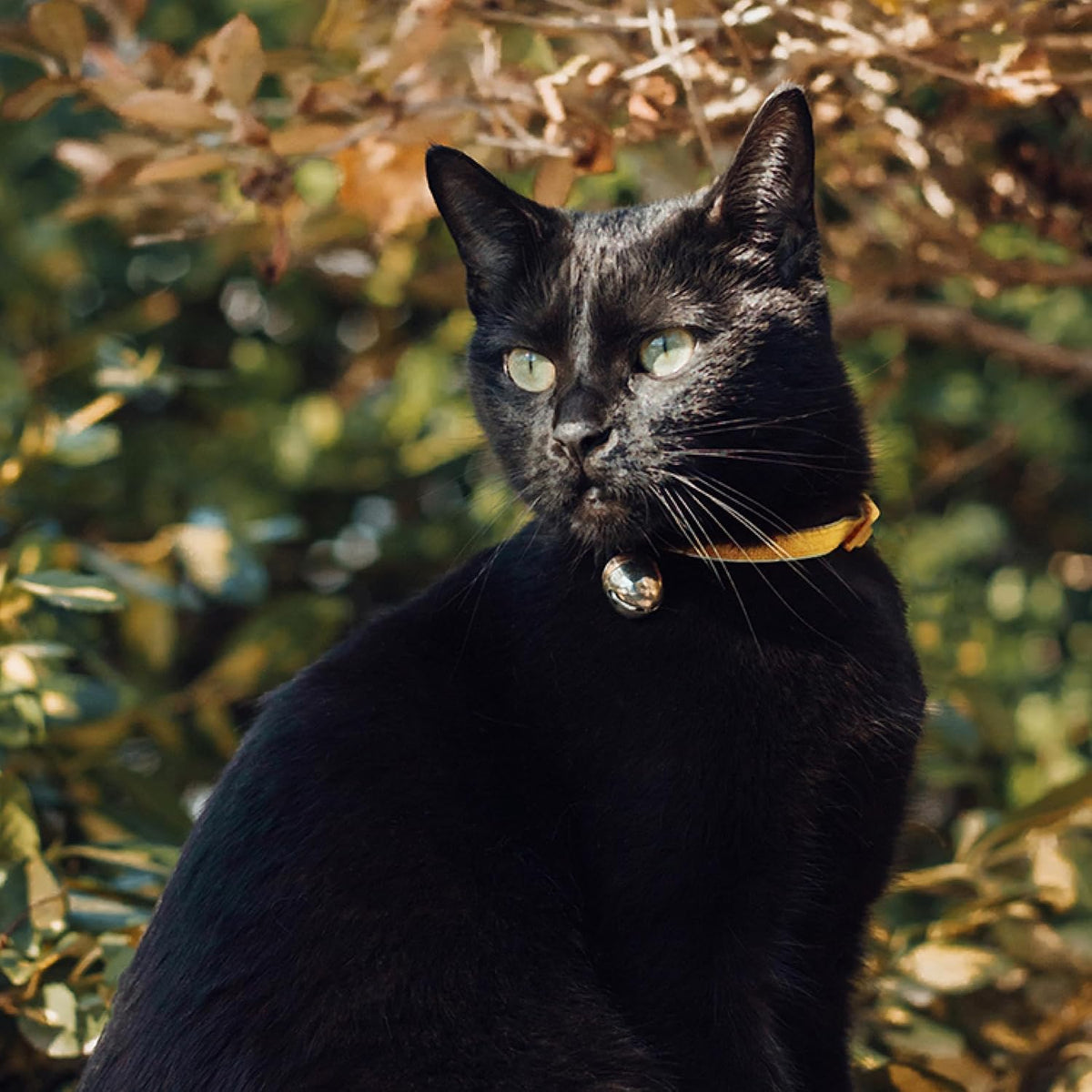 Beau's Bells V2 | Cat & Dog Collar Bells with New Quick Loop Easy Release Clip | Handmade Copper | Track Your Pet | Prot
