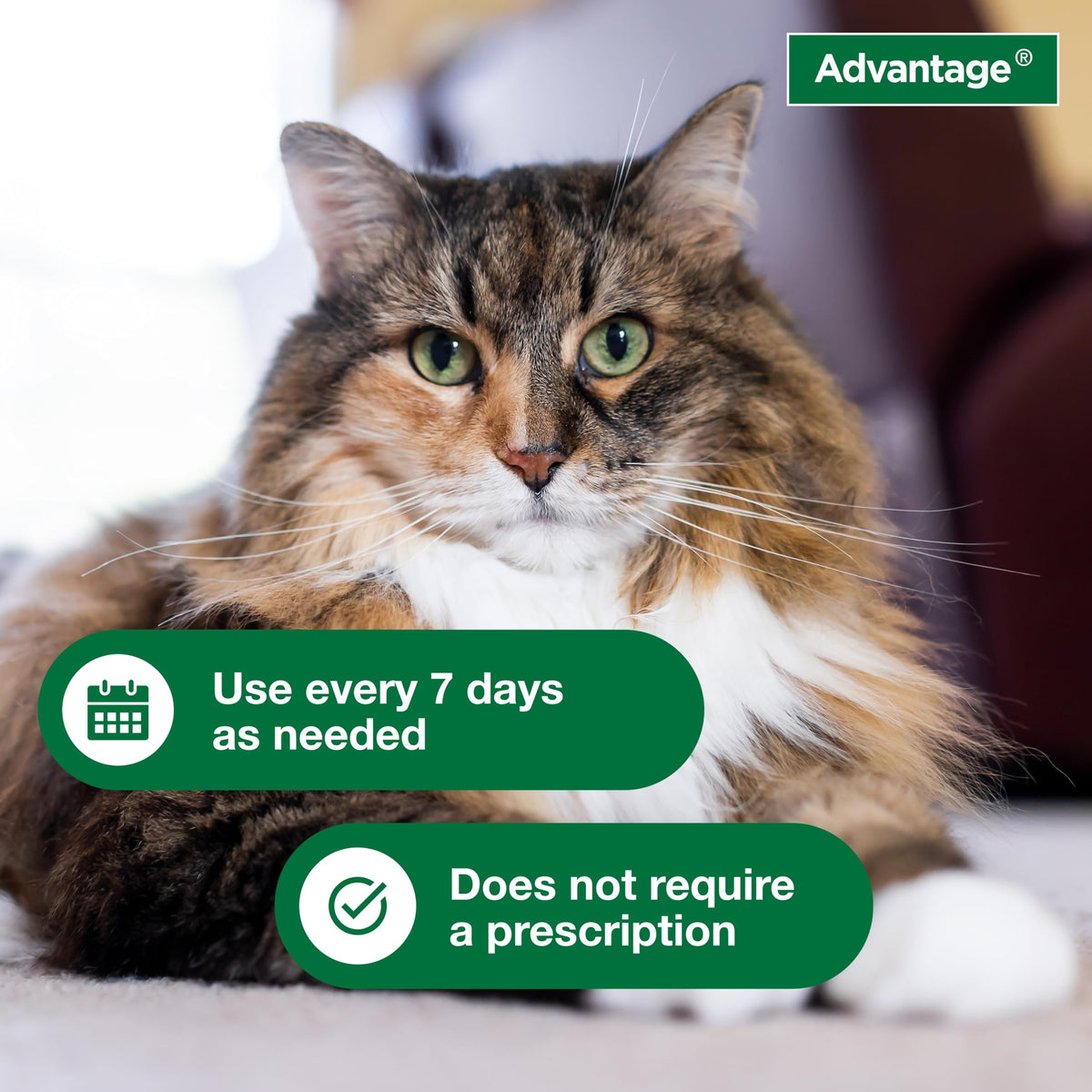 Advantage Treatment Shampoo for Cat and Kittens, Kills Fleas & Ticks, 8 oz.