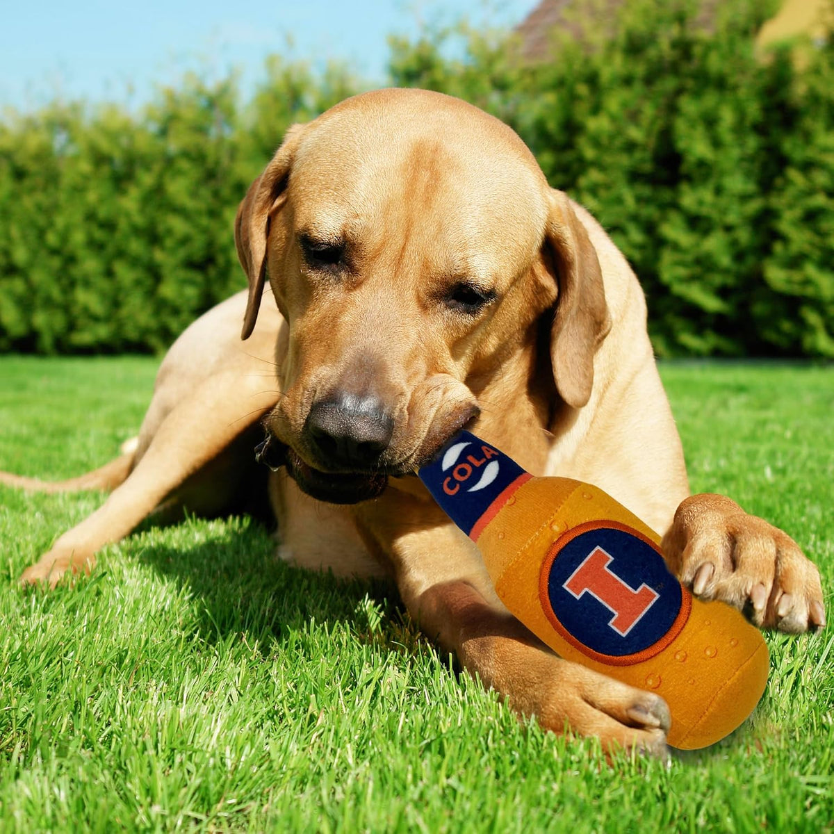 NCAA Illinois Fighting Illini Beer Bottle Plush Dog & CAT Squeak Toy - Cutest Stadium SODA Bottle Snack Plush Toy for Do