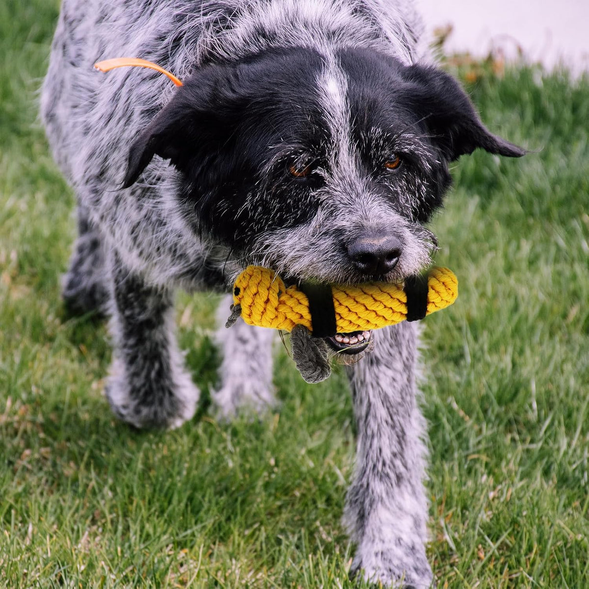 Bee Cotton Rope Dog Chew for Indoor Play and Training at Home