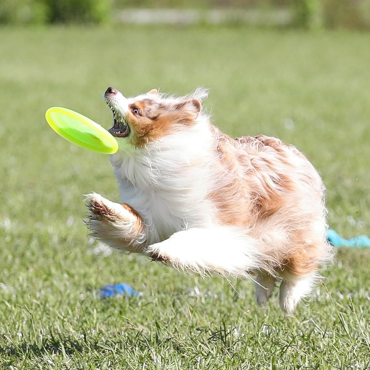 Hyperflite Pup Jawz Puncture Resistant Dog Flying Disc, Small Dogs