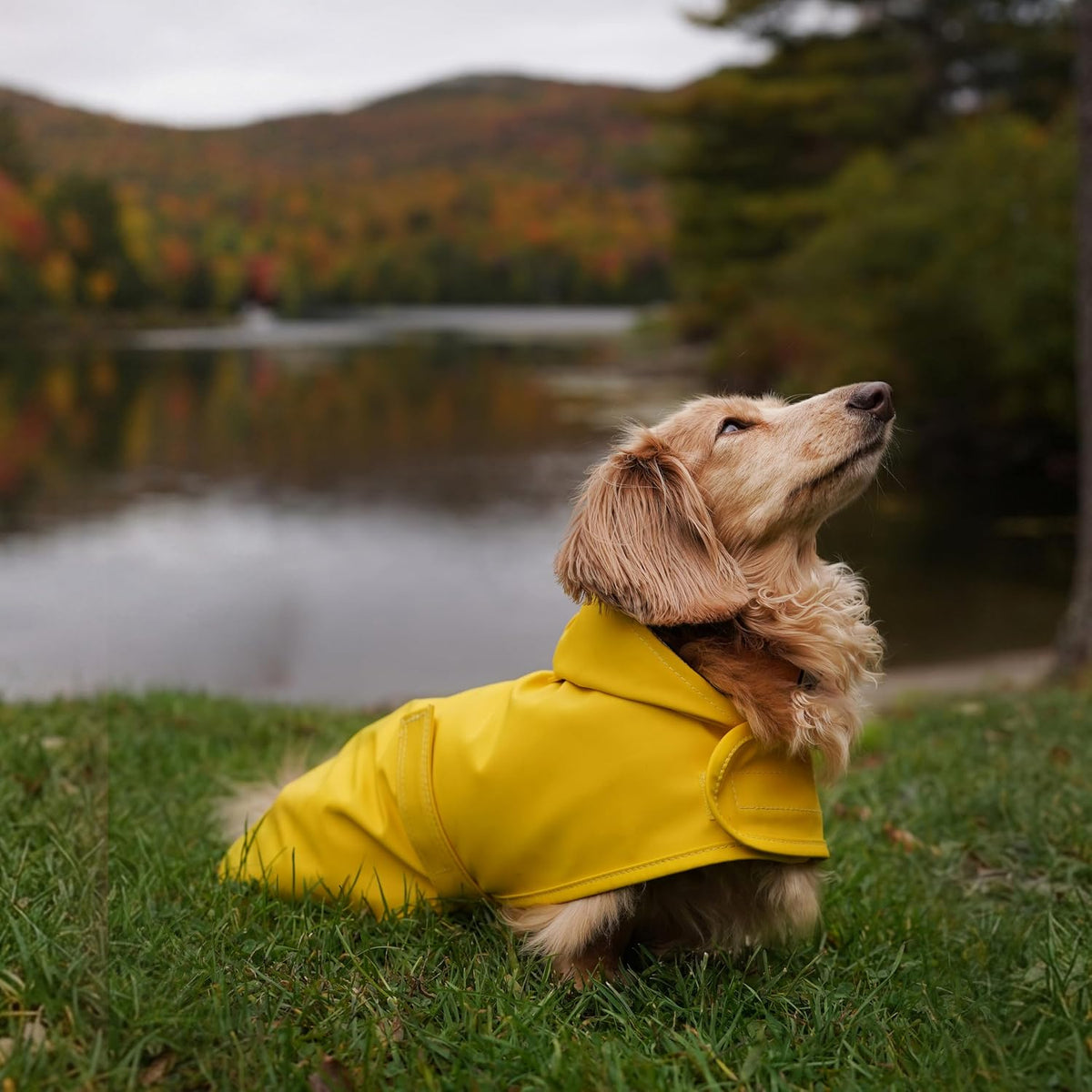 Long Dog Dachshund Raincoat, Waterproof Rain Jacket - Small