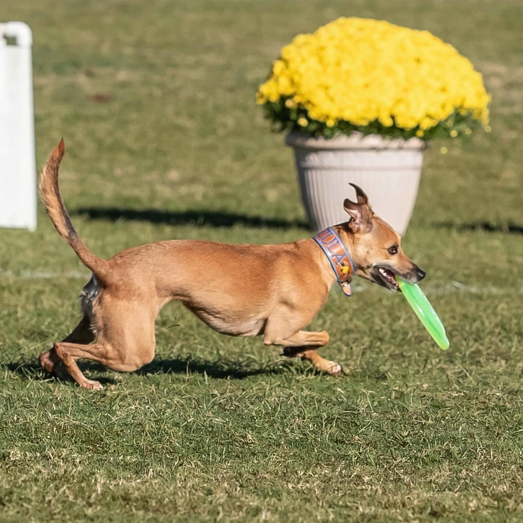 Hyperflite Pup Jawz Puncture Resistant Dog Flying Disc, Small Dogs