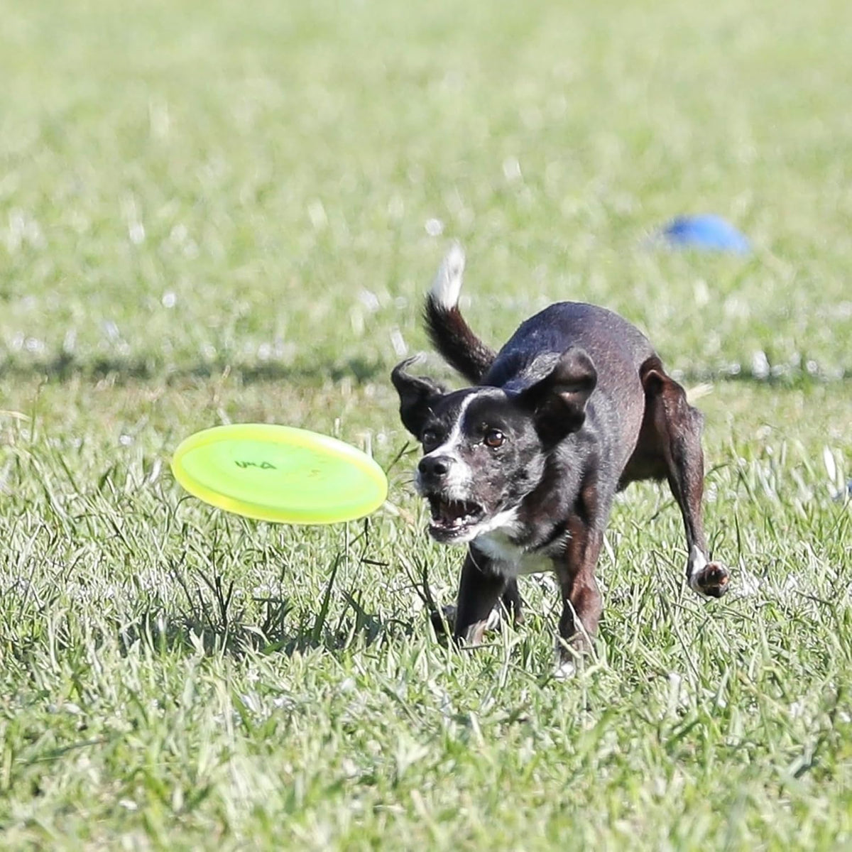 Hyperflite Pup Jawz Puncture Resistant Dog Flying Disc, Small Dogs
