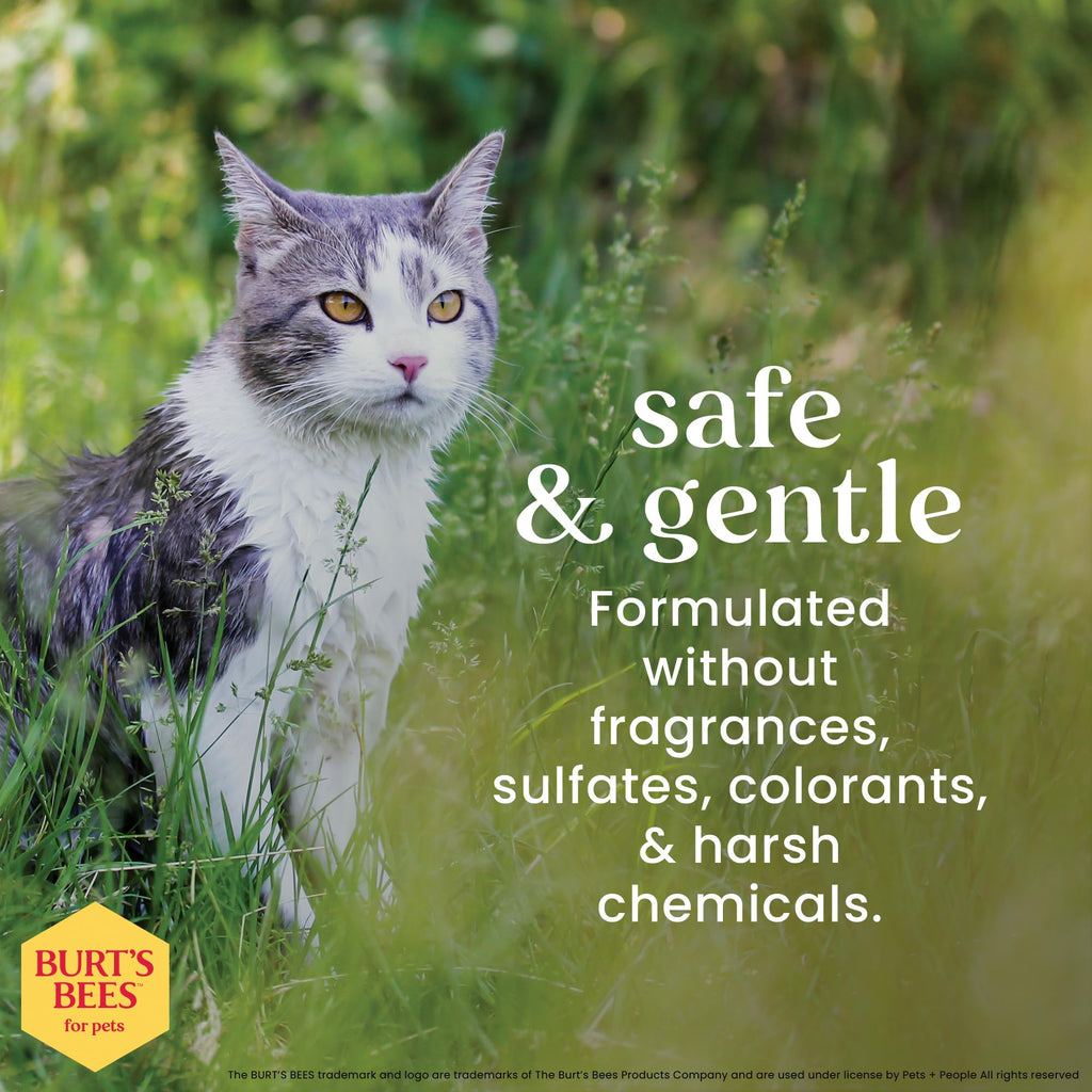 Burt's Bees for Pets Hypoallergenic Cat Shampoo, Shea Butter, 10 Fl Oz