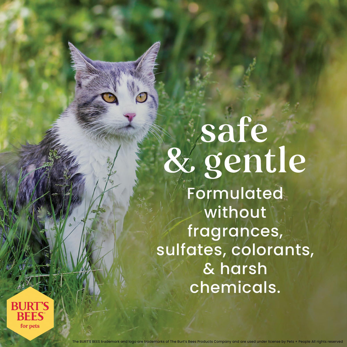 Burt's Bees for Pets Hypoallergenic Cat Shampoo, Shea Butter, 10 Fl Oz