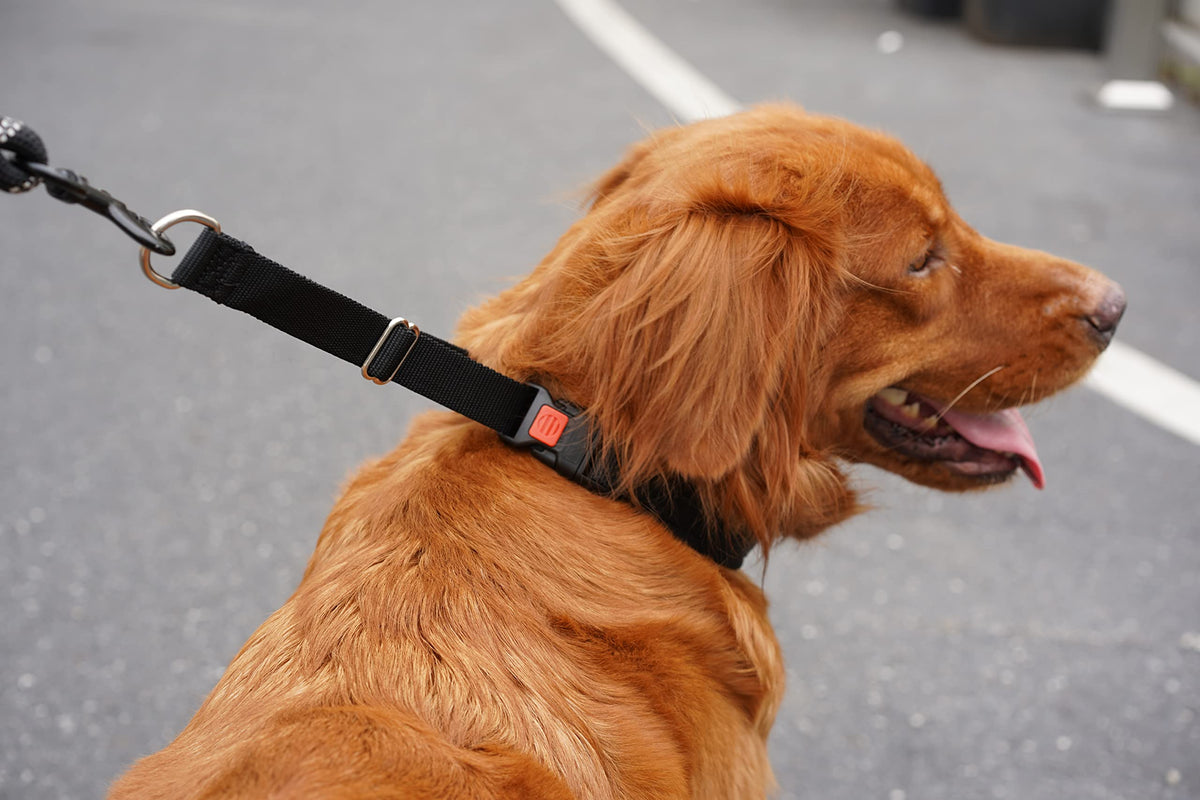 Mayerzon Martingale Dog Collar No Pull, Black, M | Neck Cir 14.5"-18.5"