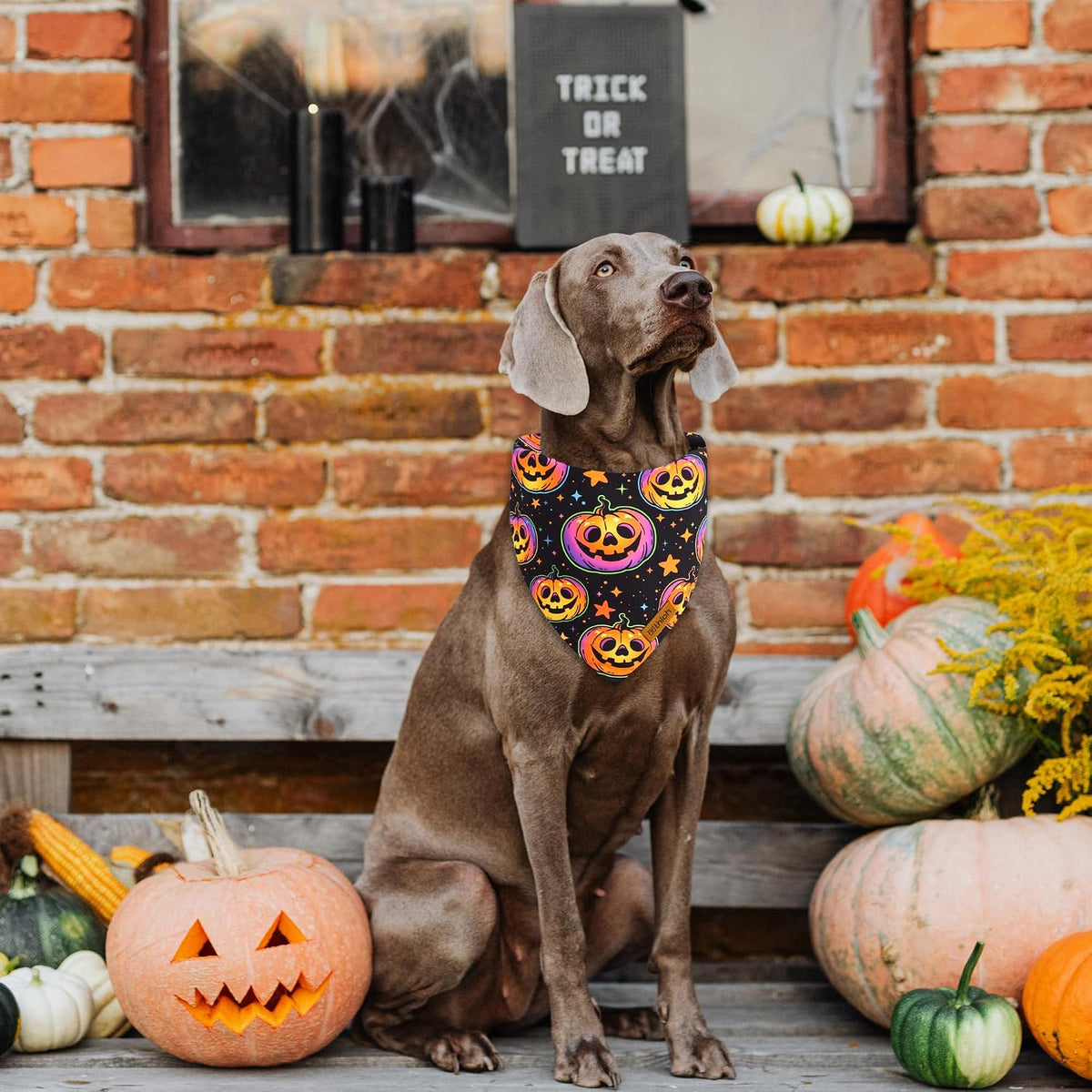 Halloween Dog Bandanas - 2 Pack Reversible Pumpkin and Bat Pet Scarf for Boys and Girls | Fall Dog Bibs | Premium Durabl