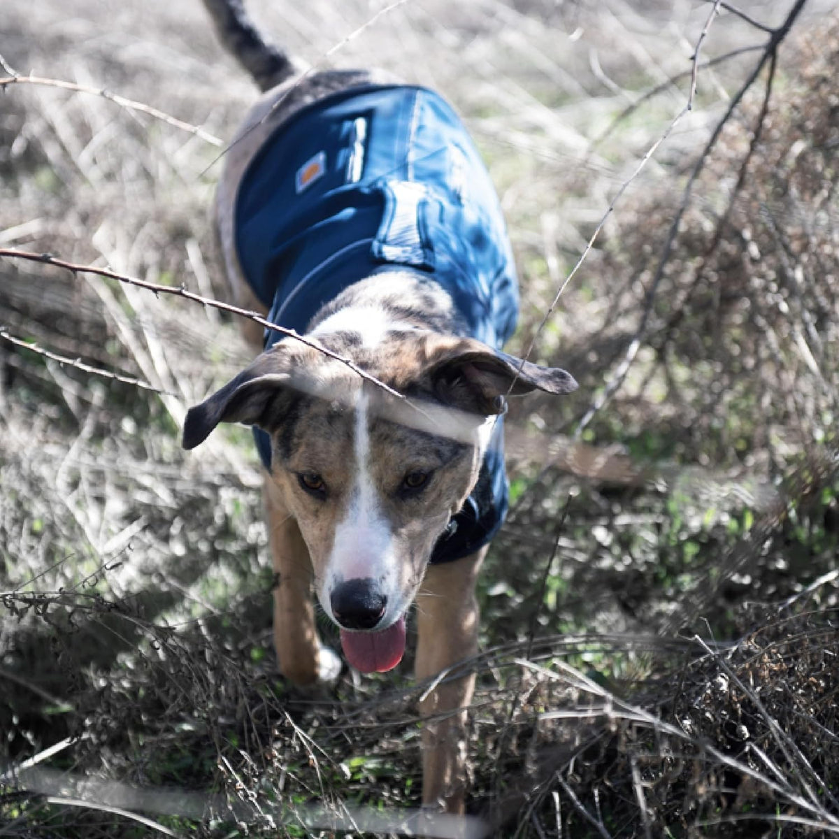 Carhartt Quick Duck Fleece-Lined Dog Jac Blaze Orange L