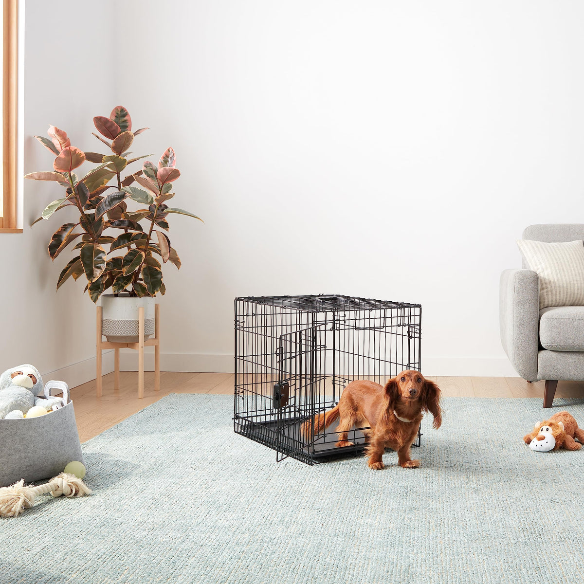 Amazon Basics Portable, Foldable Metal Wire Small Dog Crate with Removable Tray, Divider Panel, Single Door, Easy to Assemble, 24" x 18" x 20", Black