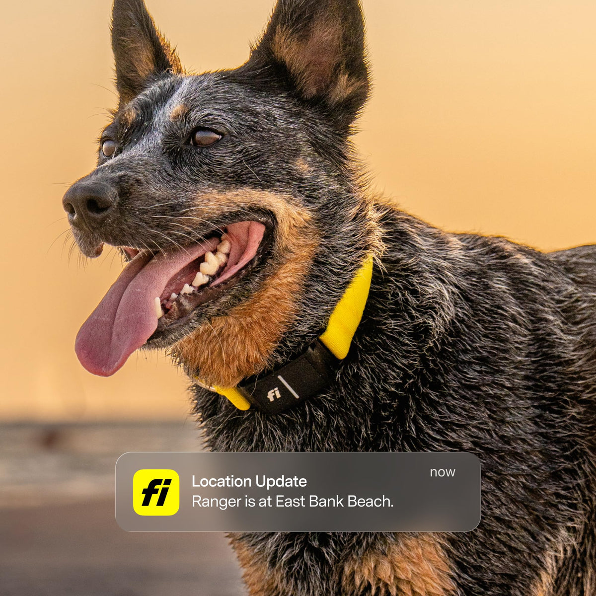 Fi Series 3+ Smart GPS Dog Collar & Pet Tracker, Gray, Large