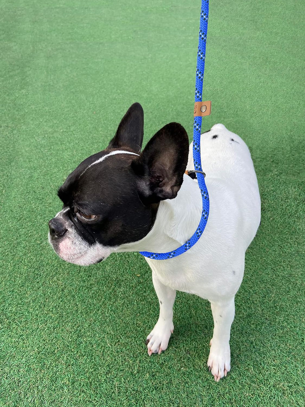 5 FT Slip Lead Dog Leash, Heavy Duty Rope Leash for Small Medium Large Dogs, No Pull Training Lead with Reflective Threa